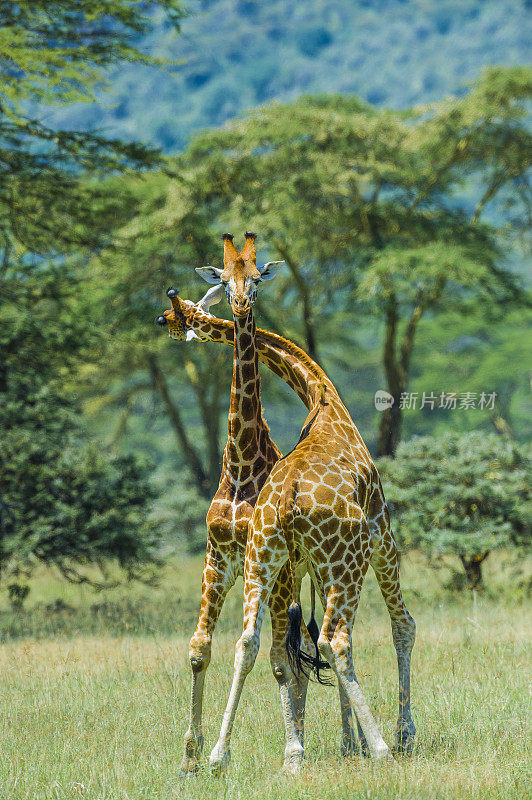 罗斯柴尔德长颈鹿(Giraffa camelopardalis rothschildi)是最濒危的长颈鹿亚种之一，野生长颈鹿只有几百只。纳库鲁湖国家公园，肯尼亚。战斗。